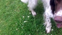 Springer Spaniel Arthur & Cocker Spaniel Willow.