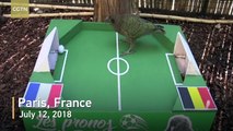 الببغاء نيوتين يتوقع فوز فرنسا أمام كرواتيا في نهاي كأس العالم