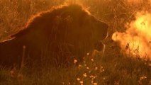 National Geographic Animals - Africa's Creative Killers Part 2 - Lions and Leopards