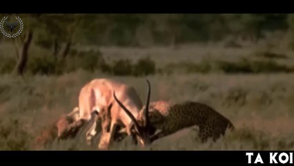 Guépard  VS Impala VS Crocodile