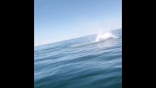 Mako Shark Jumps Near Fishing Boat