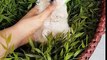 Bichon frise baby is so cute! lovely puppy video - Teacup puppies KimsKennelUS