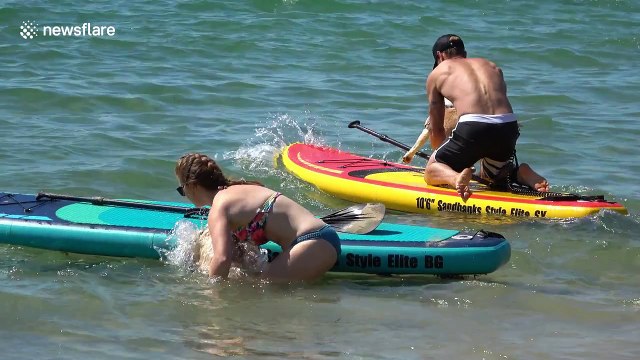 UK's first dog surfing championships takes place in Poole