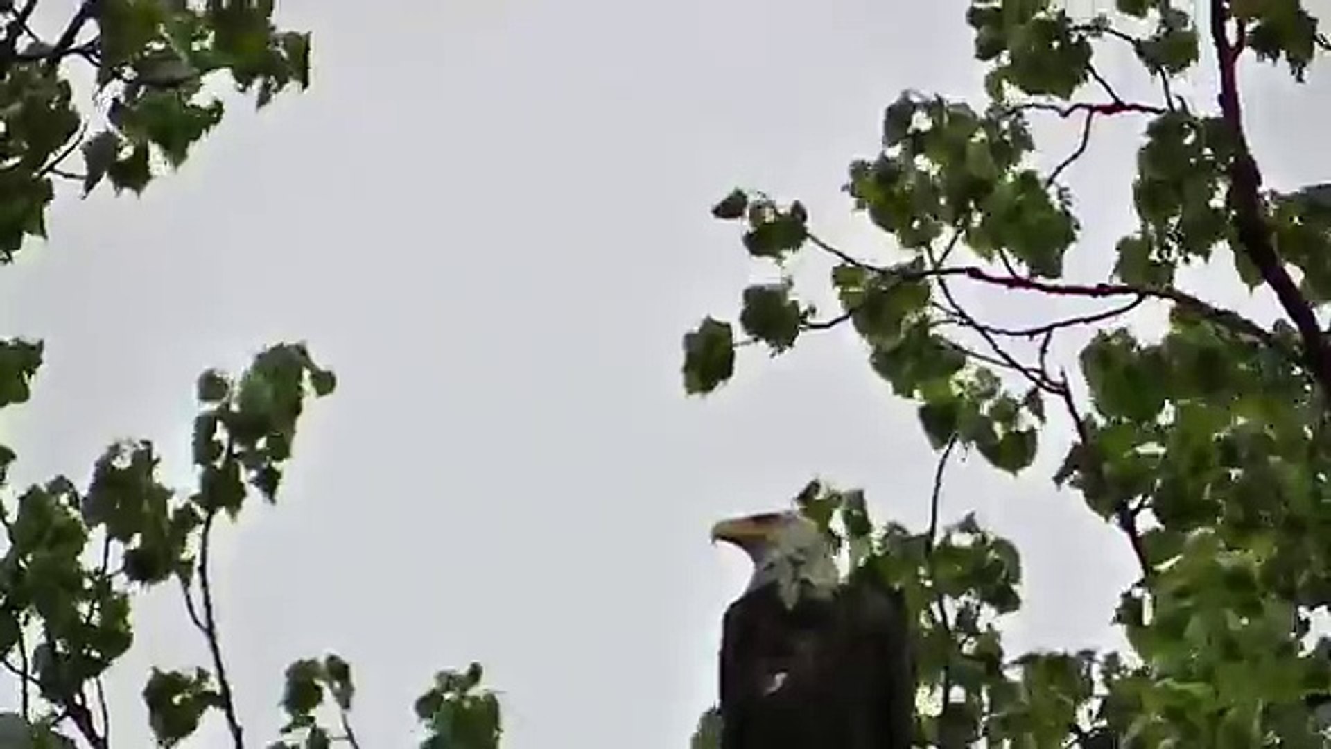 Crow Violently Attack Bald Eagle ! Caught on Video