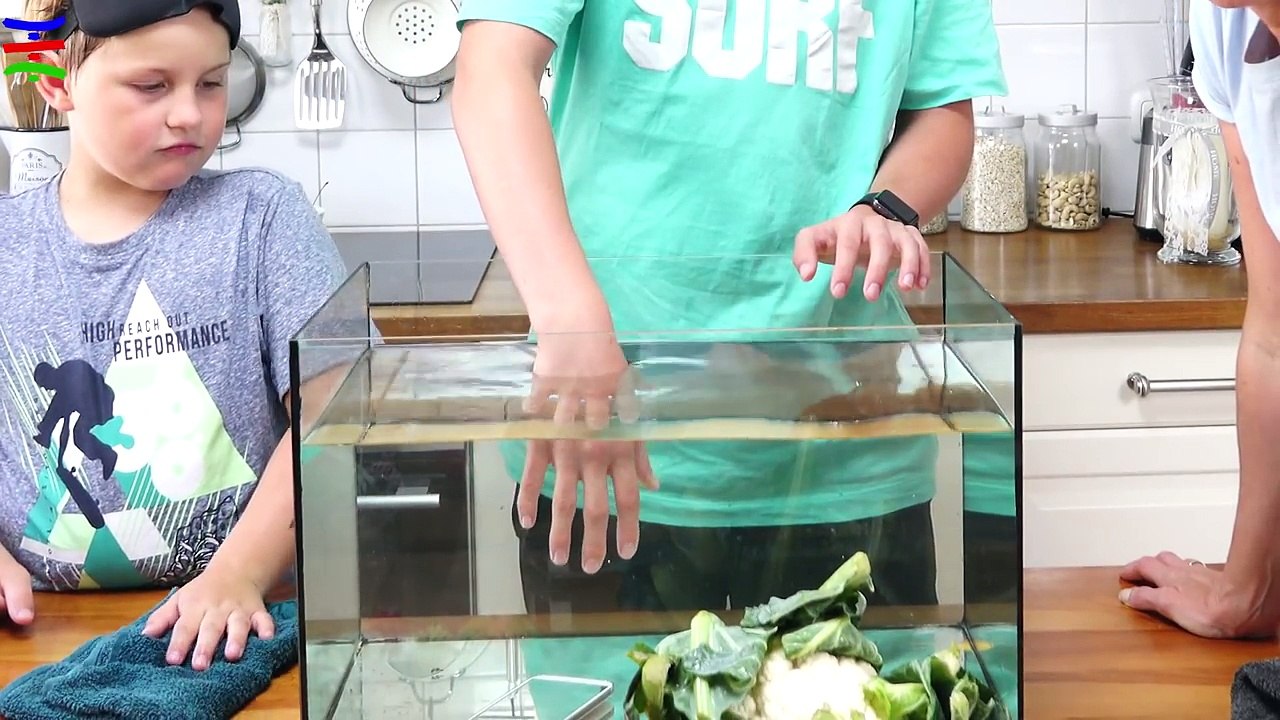 Whats in the Box? Unterwasser Challenge mit Tieren   TipTapTube Family ‍‍‍