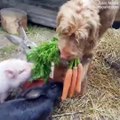 This dog feeding other animals is so cute!