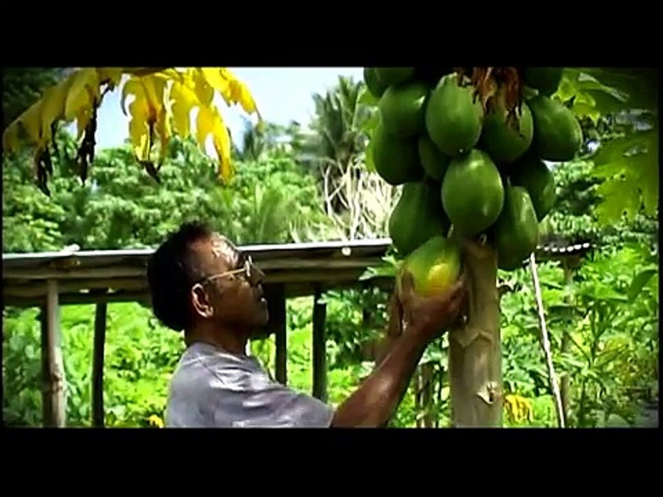 WIBDI  Organic Farming in Samoa   (SAMOAN LANGUAGE)