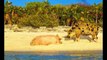 Pigs might SWIM in the Bahamas to enjoy the 24C Caribbean sea