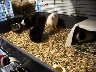 Guinea pigs: Fight