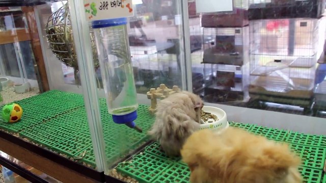 Healthy young guinea pigs at a Singapore pet shop for sale