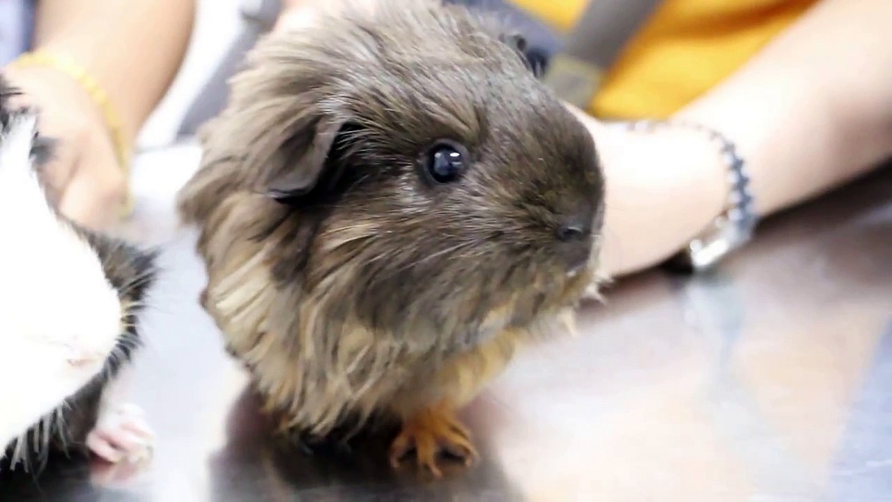 2 guinea pigs have upper respiratory tract infection Pt 1