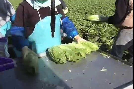 DALE HUSS - Sea Mist Farms, Salinas Valley