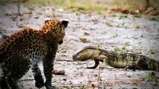 Amazing Male Lion Vs Cheetah In Africa | Who Will Be The Winner ?