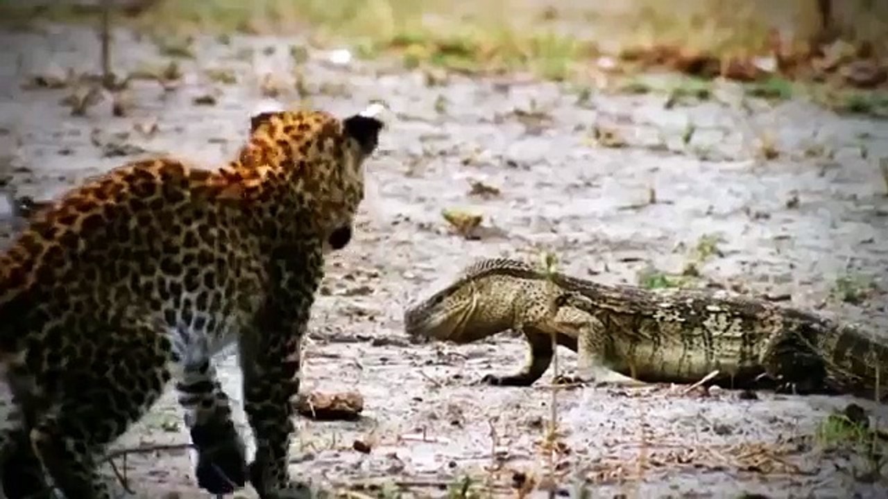 Amazing Male Lion Vs Cheetah In Africa | Who Will Be The Winner ?