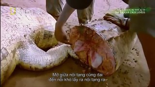 Snake Documentary National Geographic The mysterious Crocodile Monster Net Geo Wild Documentary 201