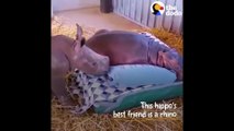 Un bébé rhinocéros et un bébé hippopotame sont meilleurs amis... Adorable