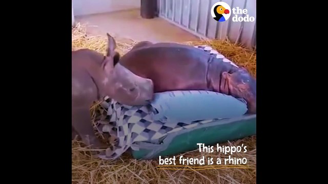 Un bébé rhinocéros et un bébé hippopotame sont meilleurs amis... Adorable