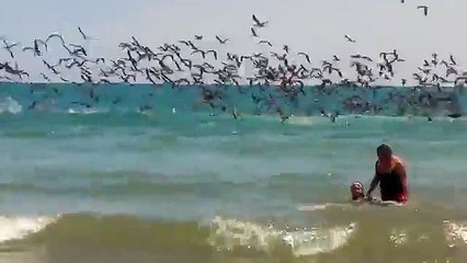 Des milliers de pélicans plongent en même temps pour pecher