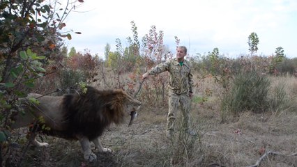 Quand tu prends un lion pour un chien... Va chercher le baton
