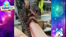 Baby Reptiles Cute and Funny Reptile Videos (2018)