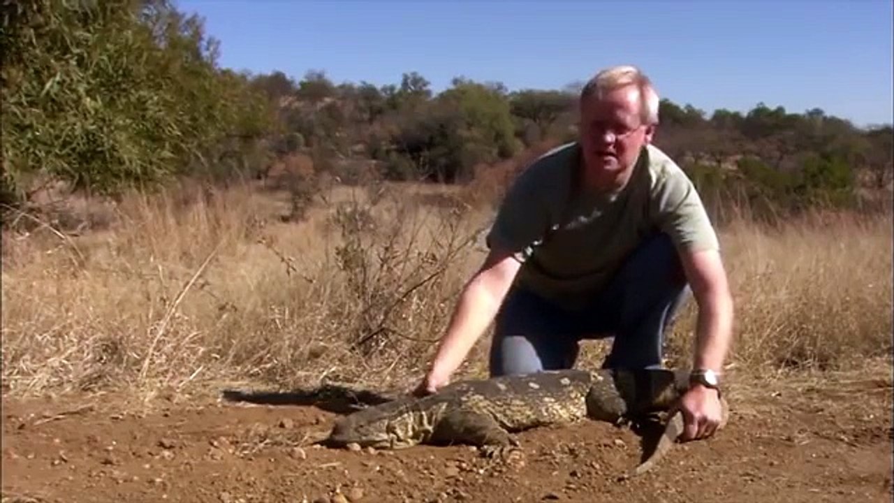 Monitor Lizard Transports Eagle | Wild Things Shorts