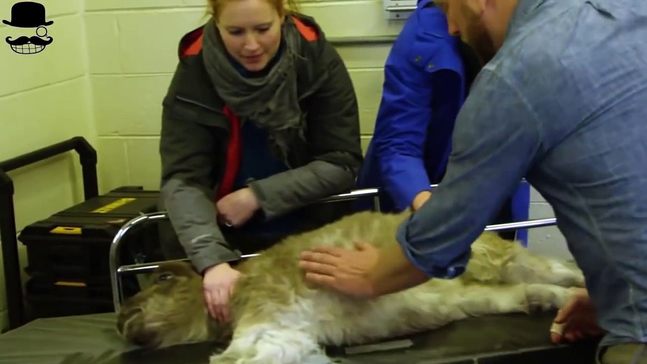 Das Pony wird 10 Jahre eingesperrt, weil es nicht laufen kann, dann passiert ein Wunder!