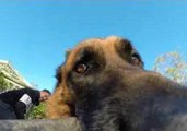 Mischievous Dog Refuses to Give GoPro Back