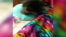 Most Amazing Kitten Video