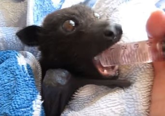 'One More Round Please!' Thirsty Bat Can't Get Enough of Blackcurrant Juice