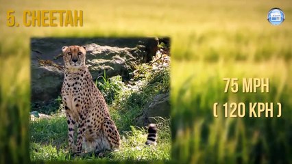 Top10 Fastest Animals in the world 2019