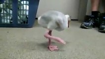 Daha önce hiç flamingo yavrusu görmüş müydün?