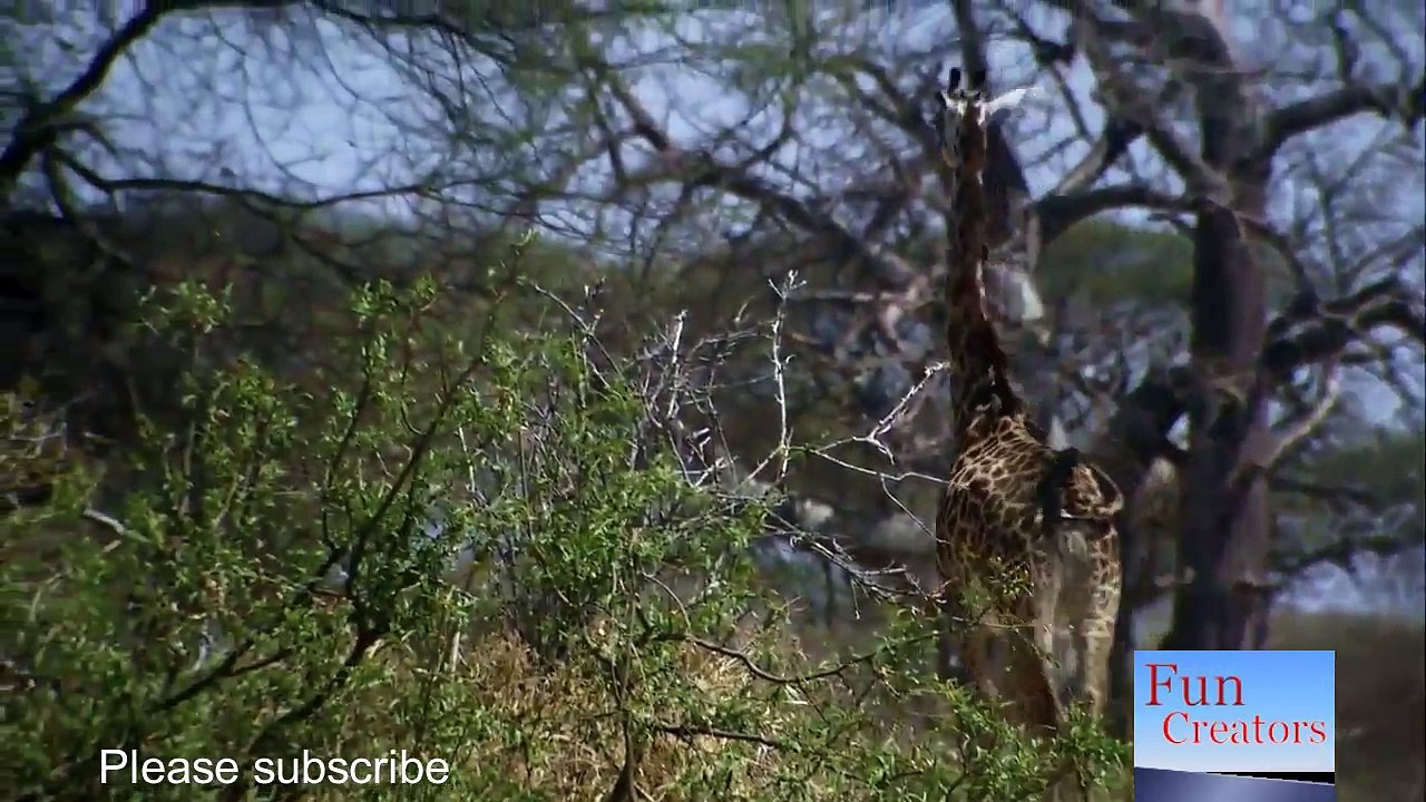 Lion vs  Giraffe  6