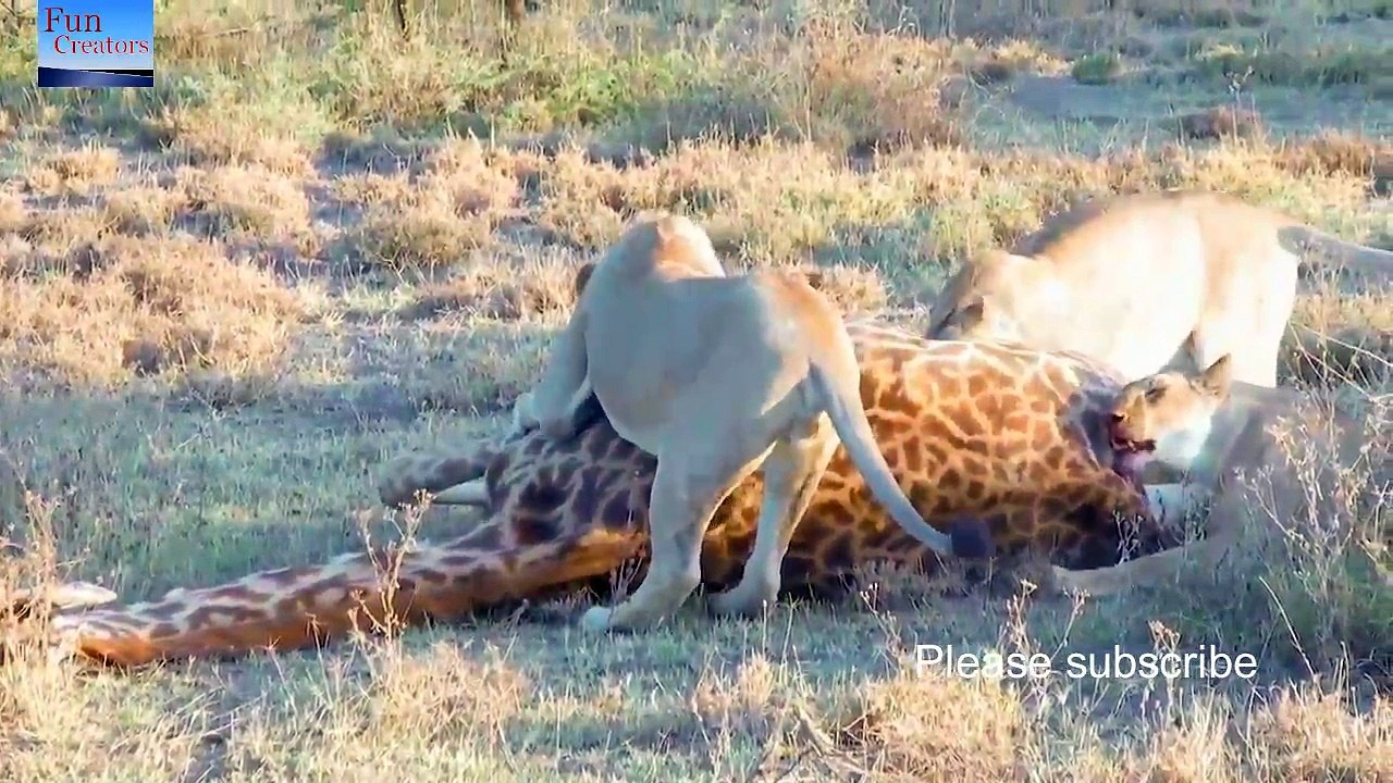 Lion vs giraffe 2