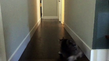 Cat fetches a stick. Mostly