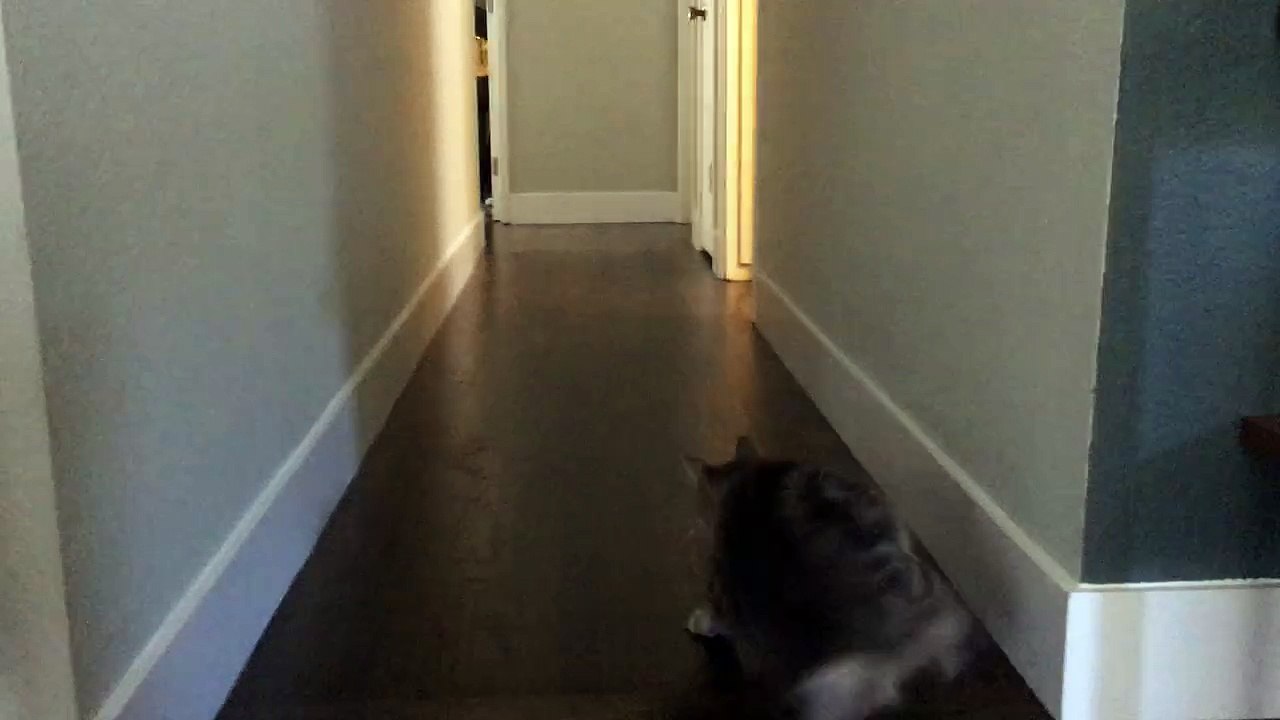 Cat fetches a stick. Mostly
