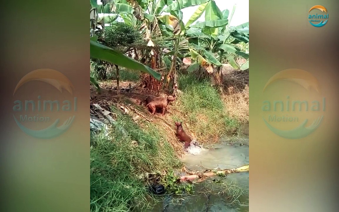 Dog Jump pool