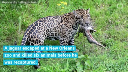 Escaped Jaguar Kills 6 Animals At New Orleans Zoo