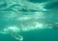Entangled Humpback Whale Rescued From Nets Near Burleigh Heads