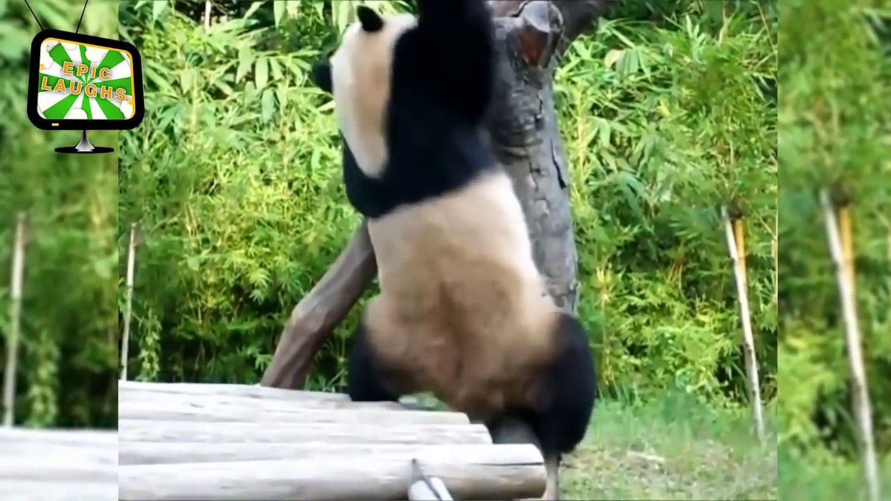 Funny Pandas