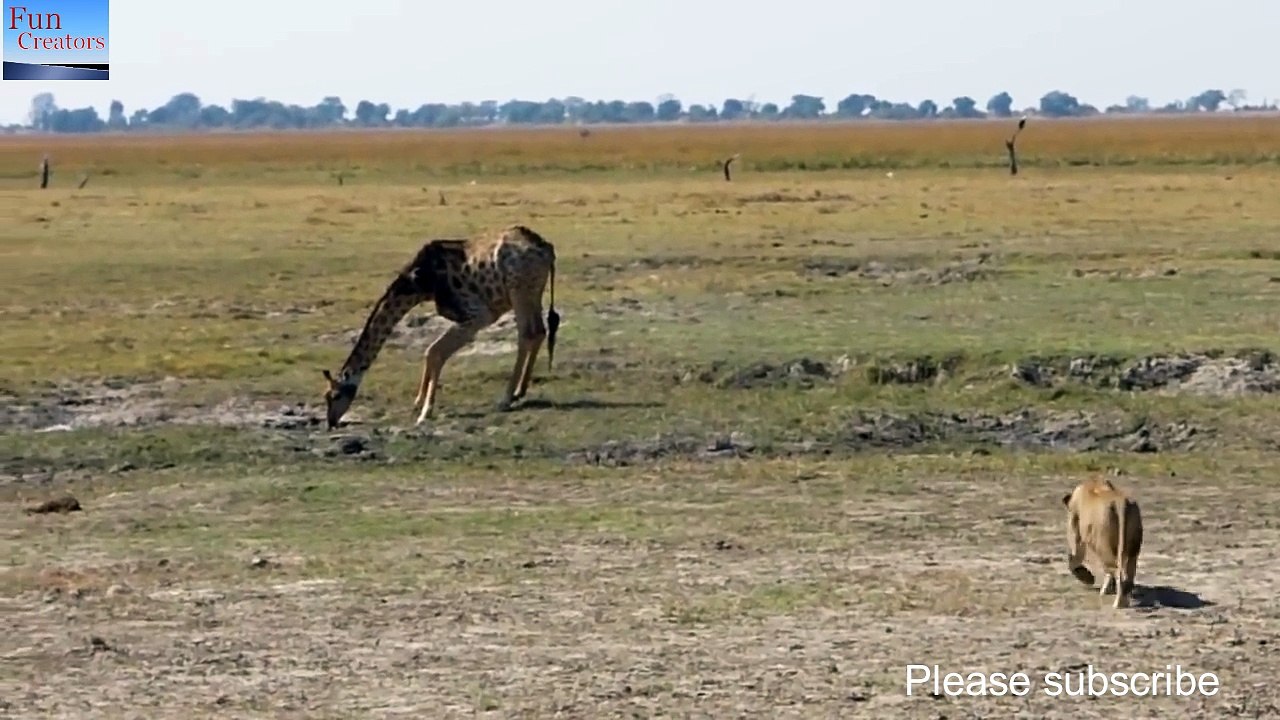 Lion vs giraffe 15