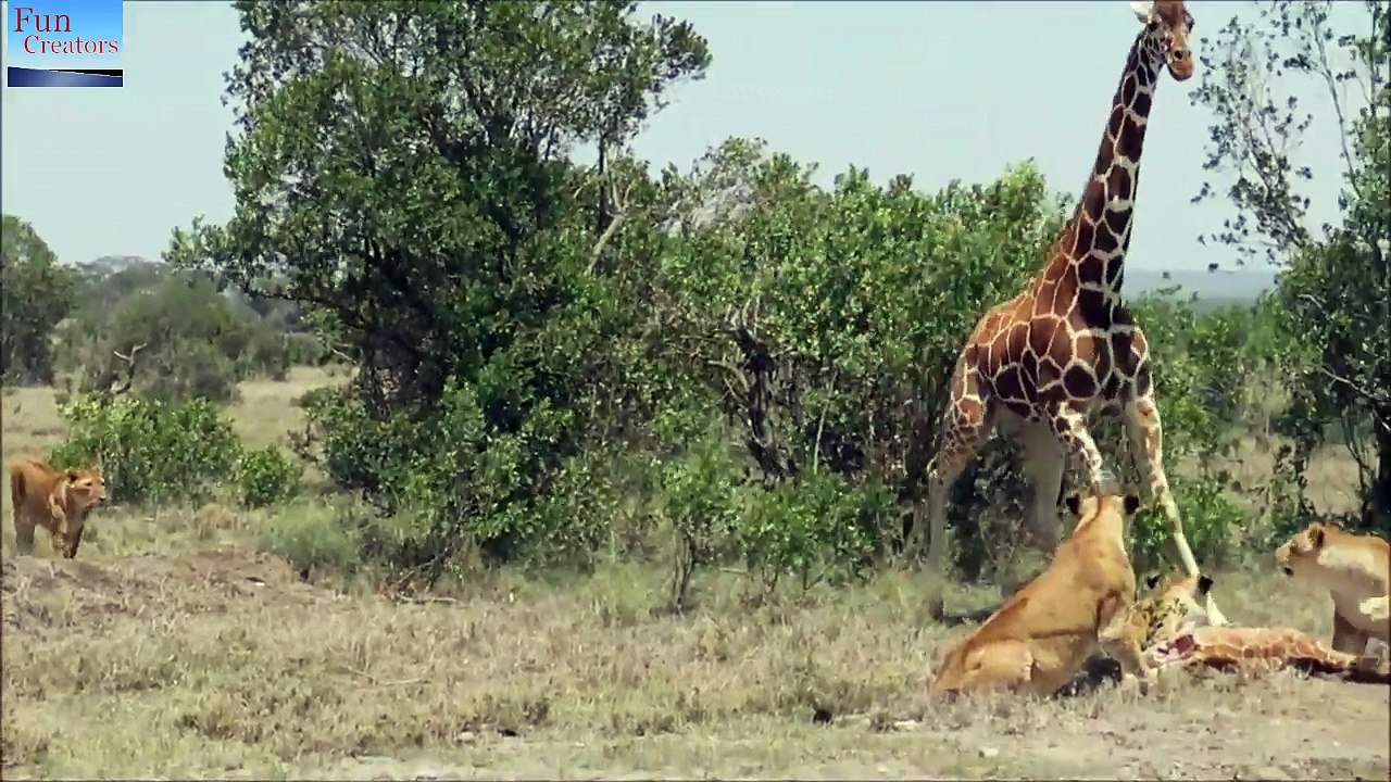 Lion vs giraffe 16