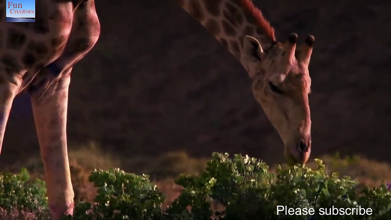 Lion vs giraffe 13.1