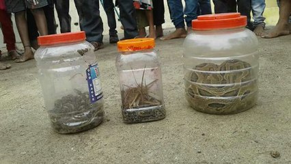 സ്‌കൂളിന്റെ അടുക്കളയില്‍ നിന്ന് കണ്ടെത്തിയത് 60 രാജവെമ്പാലകളെ | Oneindia Malayalam