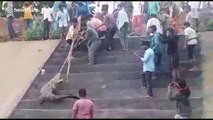 Indian villagers haul massive crocodile over 40 feet deep canal wall