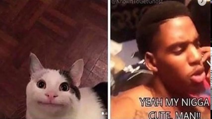 Tekashi 6ix9ine saved by polite cat