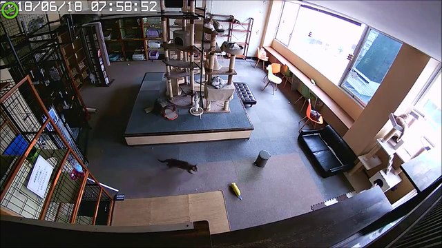 Ces chats réagissent à un séisme quelques secondes avant qu'il ne se produise