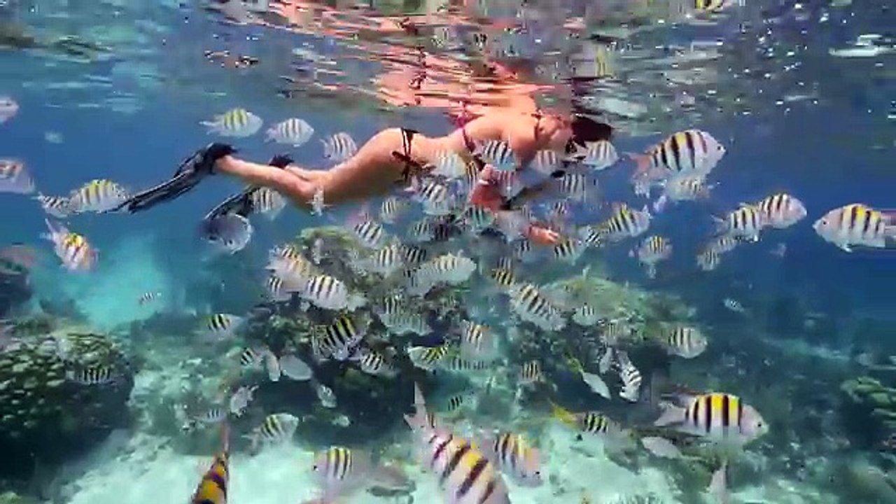 BEST CAYMAN ISLANDS shallow water reef DIVE