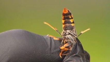 El azote de la avispa asiática