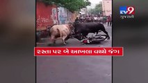 Video shows Bulls fighting in the middle of the road, GirSomnath- Tv9 Gujarati