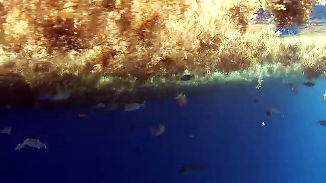 FISHING for SAILFISH in the Florida Keys